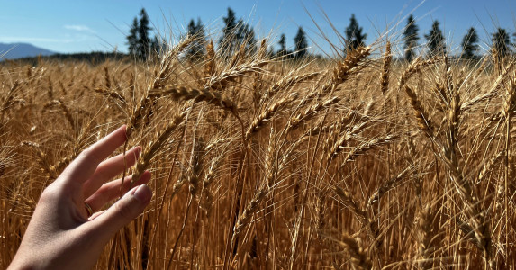 Размышления о Празднике жатвы